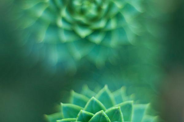 Creating Mandalas Printable Page Excerpt