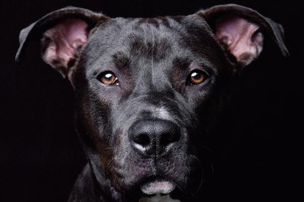 What Do Our Pets Need?