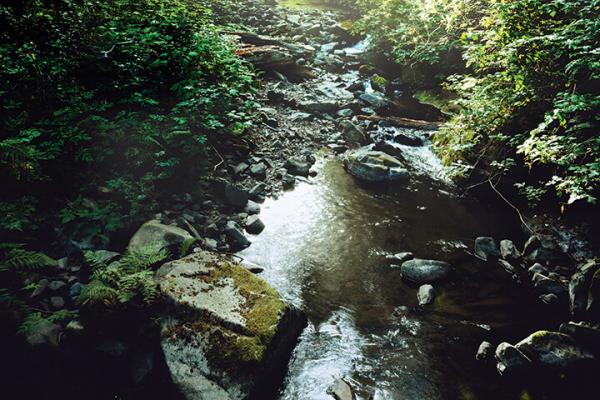 The Carp in the Castle Moat