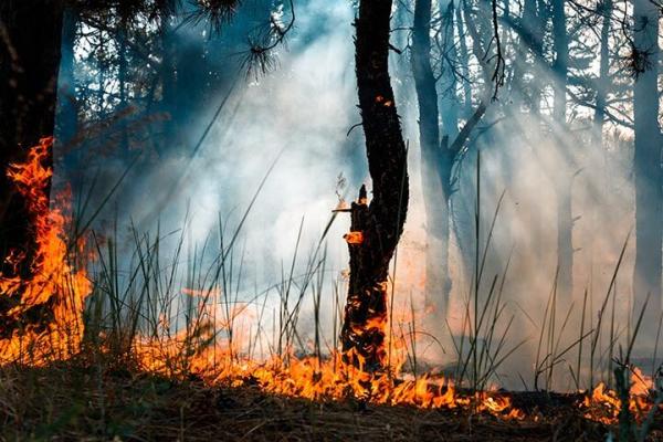 From Fire to Mud | A Journey Through the California Fires