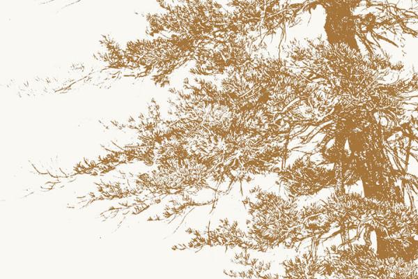 Called by Alders | Conversations with Trees