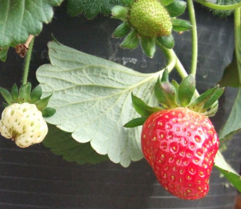 Photo courtesy of Squidoo.com