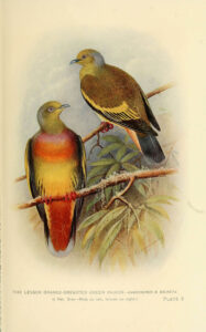 Indian Pigeons and Doves