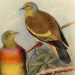 The Offering of the Pigeon Goddess Girl | Excerpt From The Hundred Thousand Songs of Milarepa