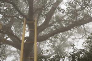 Buddhism are the Anandabodhi tree in Sravasti and the Bodhi tree