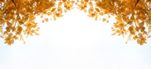 Bodhi tree Buddhism Buddha