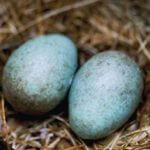 Book Club Discussion | Wild Comfort