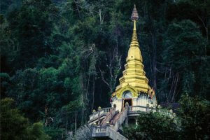 In the Cool Shade of Compassion