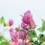 The Fruit of Tenderness | An Excerpt from Training in Tenderness