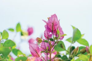 Training in Tenderness