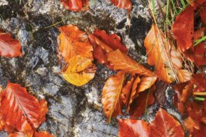 The Wisdom of No Escape