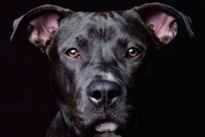 Kindness for All Creatures