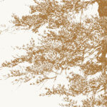 Called by Alders | Conversations with Trees