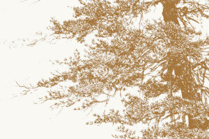 Conversations with Trees