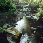 The Carp in the Castle Moat