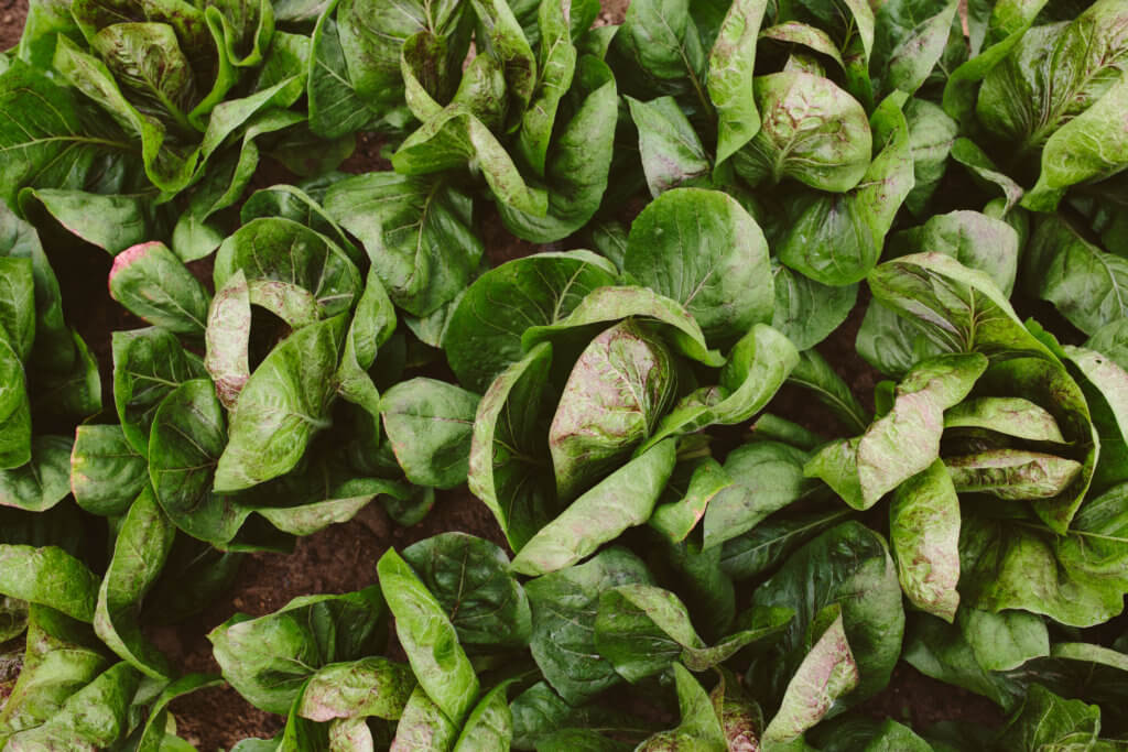 The Everyday Ayurveda Guide to Self-Care